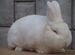 Кролики породы Новозеландские белые и Калифорния