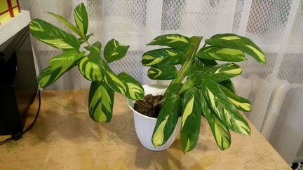 Калатея лубберса