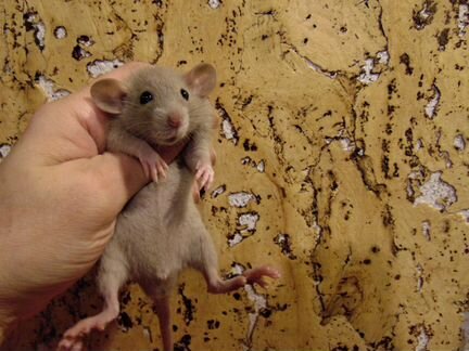 Крысы, крысята дамбо, микки - маусы, клетки, корм