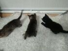 Котята в добрые руки, две девочки и черный котик объявление продам