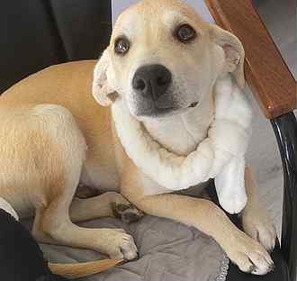 american foxhound yellow lab mix