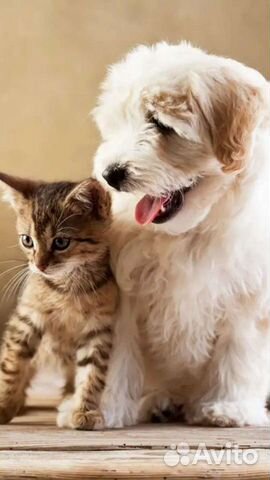 Передержка домашних животных,выгул, дрессировка