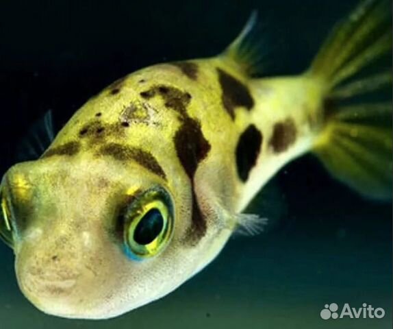 Карликовый Тетраодон Сarinotetraodon travancoricus