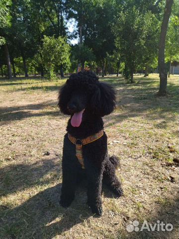 Королевский большой пудель приглашает на вязку