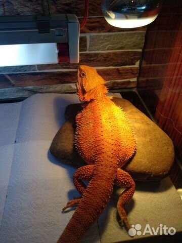 Передержка экзотических животных и грызунов