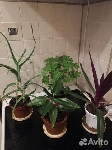Комнатные растения