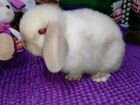 Карликовый кролик минилоп объявление продам