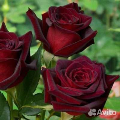 Роза чайно-гибридная норита