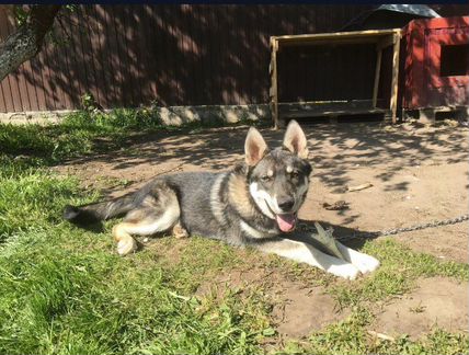 Вязка кобель волкособ (волк+хаски)