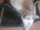 Очаровательный котенок-котик бобтейл