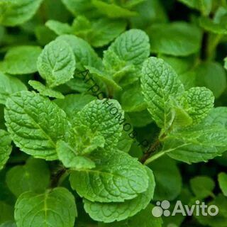 Мята и др.растения