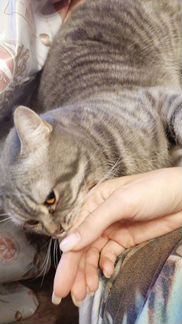 Шотландский кот вязка