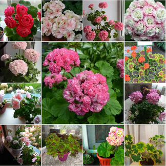 Сортовые пеларгонии