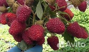 Малина ремонтантная Самохвал, Вольница