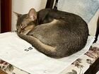 Абиссинская Кошка ищет жениха объявление продам