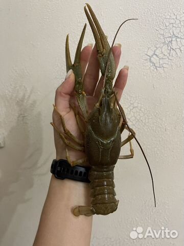 Живые и варенные Раки доставка