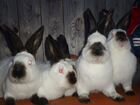 Кролики Калифорнийской породы. лпх 