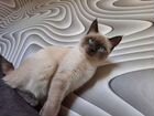 Невскаямаскарадная кошка объявление продам
