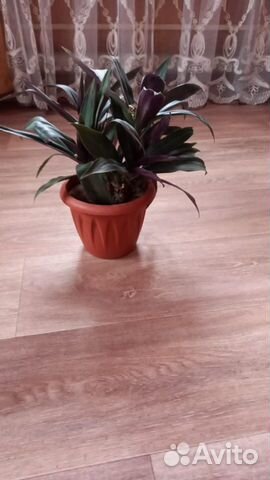 Традесканция