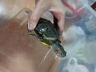 Красноухая черепаха в очень добрые руки объявление продам