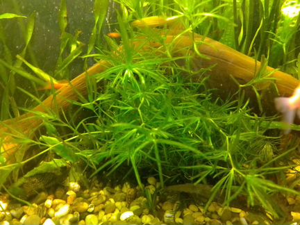 Аквариумное растение