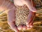 Зерно пшеницы ржи ячменя из под комбайна