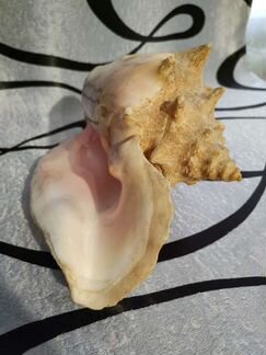 Раковина морского моллюска