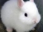 Белые голубоглазые кролики
