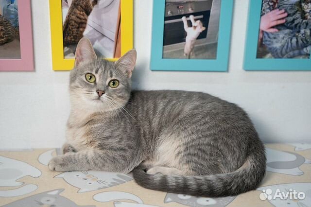 Молодая, тактичная кошечка Шелли ищет дом