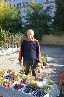 Саженцы, черенки винограда