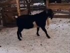 Заано- Нубийский козел вязка объявление продам