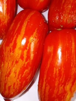 Семена томатов самые урожайные