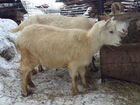 Продается козел, козочка 6 мес и коза 1,5 года объявление продам