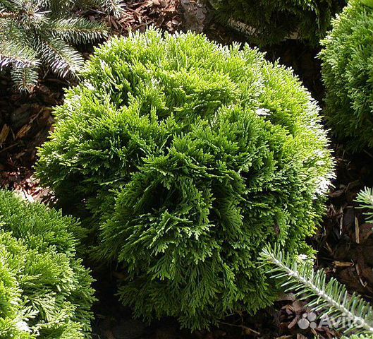 Туя Литл Джем /Little Gem