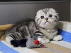 Эклерчик - серебристый мраморный котик