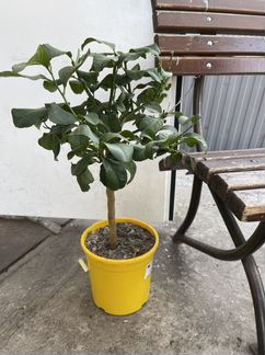 Лимонное дерево