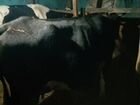 Корова объявление продам