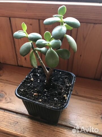 Комнатные цветы- Денежное дерево /Толстянка -1 год