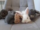 Кролики, вислоухие порода французский баран объявление продам
