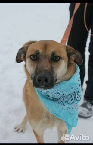 Собака пёс из приюта