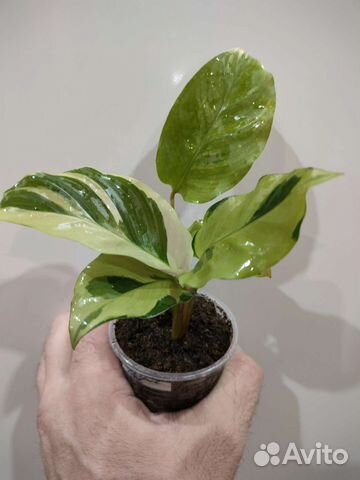 Калатеи, алоказии, аглаонемы, аспидистра