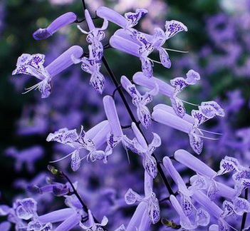 Плектрантус Мона Лаванда не ароматный