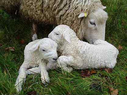 Овце матки с ягнятами