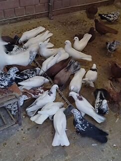 Голуби бойные ширики