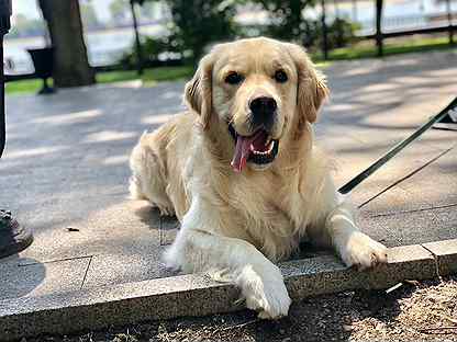 Золотистый ретривер иркутск. 5 месяца. Золотистый ретривер. Золотистый ретривер иркутск. Золотистый ретривер иркутск.