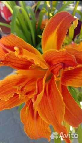 Лилейники сортовые садовые многолетники (цветы)