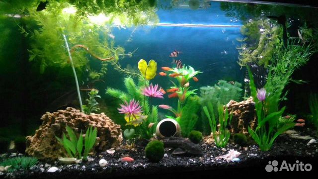 Аквариум с тумбой 250 л