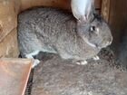Кролики Ризин - Фландер объявление продам