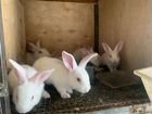 Кролики белый паннон объявление продам
