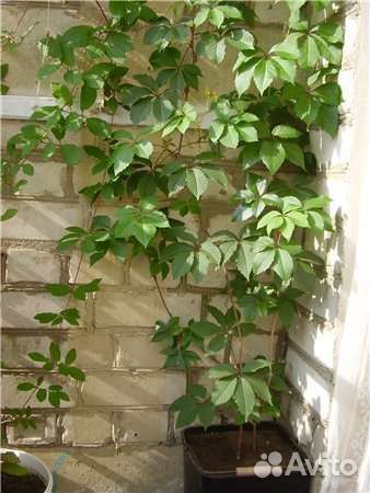 Лиана для украшения балкона